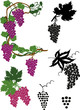 stylized grapes collection on white