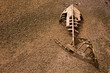 boat ship skeleton half buried in sand