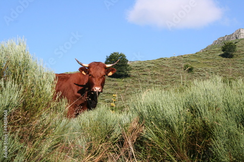 Photo: Cantal Cantal