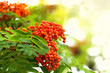 Rowan in morninglight