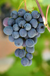 Cluster of grapes