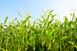 Cornfield in summer