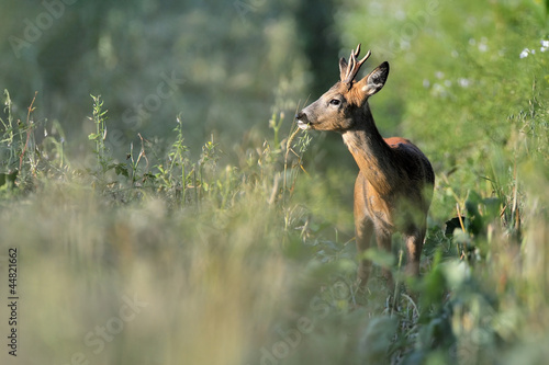 Photo: roebuck roebuck