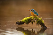 European Kingfisher on a branch