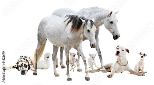 Photo: group of white pet group of white pet