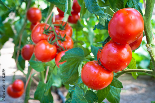 Photo: Growing tomatoes Growing tomatoes