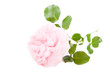 Rosarote Rose isoliert