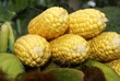 Foto: Bio-Mais, frisch vom Feld Bio-Mais, frisch vom Feld