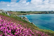 Fleurs, Pointe De Pen Hir, Cam...