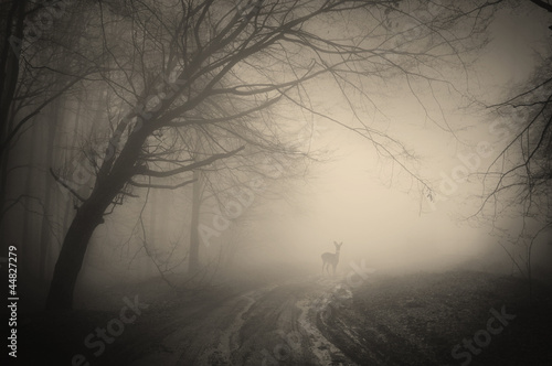 Photo: deer in a forest deer in a forest