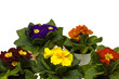 Foto: Primula Primula