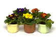Foto: Primula Primula