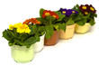 Foto: Primula Primula