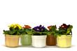 Foto: Primula Primula