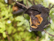 Photo: Flying Foxes Flying Foxes