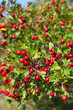 Hawthorn
