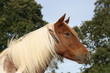 Poney indien