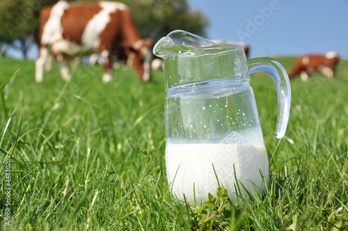 Photo: Jug of milk against herd of cows. Emmental region, Switzerland Jug of milk against herd of cows. Emmental region, Switzerland