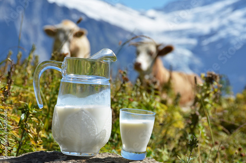 Photo: Jug of milk against herd of cows. Switzerland Jug of milk against herd of cows. Switzerland
