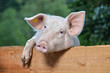 Schwein