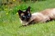 Kater auf der Lauer