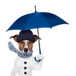 canvas print picture - rain umbrella dog
