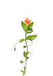 Foto: Acker-Gauchheil (Anagallis arvensis) Acker-Gauchheil (Anagallis arvensis)
