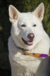 Photo: cute white dog cute white dog