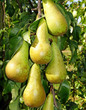 Reife Birnen - Pears