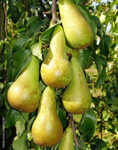 Photo: Reife Birnen - Pears Reife Birnen - Pears