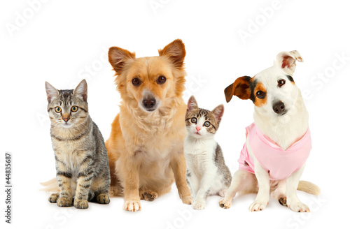 Photo: Pets Pets