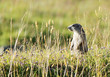 Marmoton in the grass
