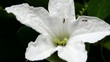 ants feeding on the flower