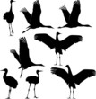Vettoriale: crane silhouette crane silhouette