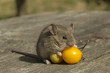 Small mouse with the tomato