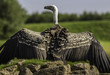 Ruppell's Griffon vulture with outstreched wings