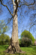 Photo: hyde park hyde park