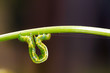 Green caterpillar