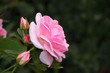 Photo: rosa englische Rose rosa englische Rose