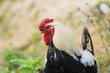 The cock in detail