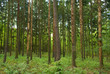 Spruce forest