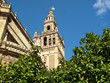 Citrus tree and ornate cathedral, Seville, Spain