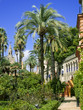 Palm trees and walkway, Alcazar, Seville, Spain