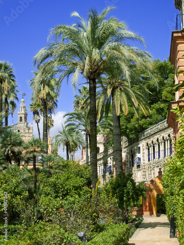 Photo: Palm trees and walkway, Alcazar, Seville, Spain Palm trees and walkway, Alcazar, Seville, Spain