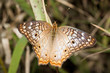Edelfalter