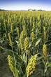 sorghum field