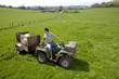 Shepherd riding tractor pulling trailer with sheep in field