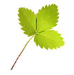 Green leaf isolated on white