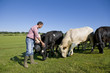 Farmer feeding cattle in rural field