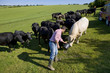 Farmer feeding cattle in rural field